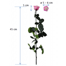 Preserved Standard Rose On Stem 