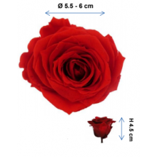 Preserved Standard Rose Head - LGE