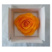Preserved Standard Rose Head - VTN 