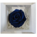 Preserved Standard Rose Head - OPH