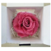 Preserved Standard Rose Head  - LGD