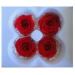 Preserved Standard Rose Head - STD