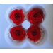 Preserved Multi -Coloured & Rainbow Rose Head - LGE