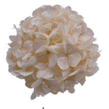 Preserved Hydrangea On A Stem Pastel 15cm - Ivory