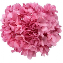 Preserved Hydrangea On A Stem Pastel 15cm - Light Pink