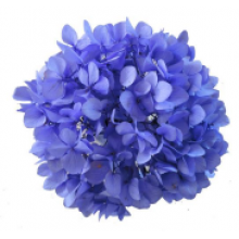 Preserved Hydrangea On A Stem Pastel 15cm - Lila