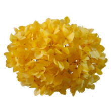 Preserved Hydrangea on a  Stem Pastel 15cm - Sulfer Yellow