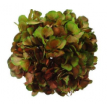 Preserved Hydrangea On A Stem 20cm - Green Red