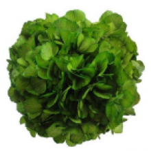 Preserved Hydrangea On A Stem 20cm - Green 