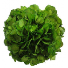 Preserved Hydrangea On A Stem 20cm - Green 