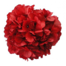Preserved Hydrangea On A Stem 20cm - Red