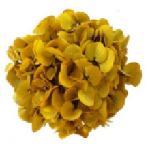 Preserved Hydrangea On A Stem 20cm - Safran 