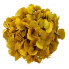 Preserved Hydrangea On A Stem 20cm - Safran 