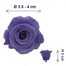 Preserved Standard Rose Head - KTY
