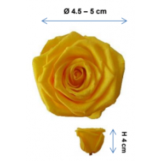 Preserved Standard Rose Head - MDM