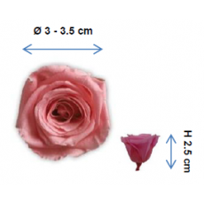 Preserved Standard Rose Head - MNI