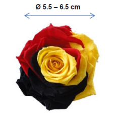 Preserved Multi -Coloured & Rainbow Rose Head - LGE