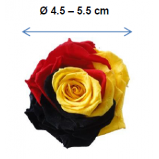 Preserved Multi-Coloured & Rainbow Rose Heads - MDM