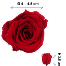 Preserved Standard Rose Head - PTT