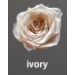 Preserved Spray Rose on Stem 