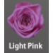 Preserved Spray Rose on Stem 