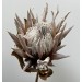 Protea - Dried 