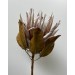 Protea - Dried 
