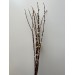 Pussy Willow 80cm