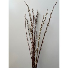 Pussy Willow 80cm