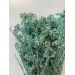 Dried Rice Flower - Mint