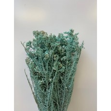 Dried Rice Flower - Mint