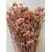Dried Rice Flower - Pink