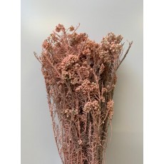 Dried Rice Flower - Pink