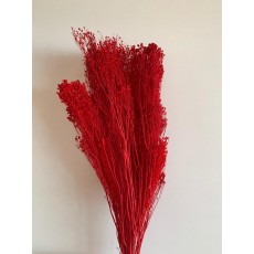 PRESERVED BROOM BLOOM - RED