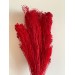 PRESERVED BROOM BLOOM - RED