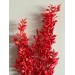 Preserved Ruscus Aculeat - Red