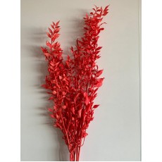 Preserved Ruscus Aculeat - Red