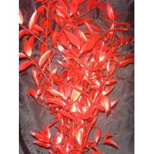 Preserved Ruscus Italian - Red Metal 