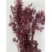 Preserved Ruscus Italian - Brown 