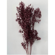 Preserved Ruscus Italian - Brown 