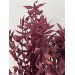 Preserved Ruscus Italian - Brown 