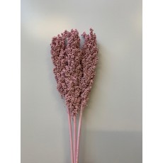 Preserved Sorgo - Pink Sorgo