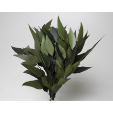 Eucalyptus Willow Green 