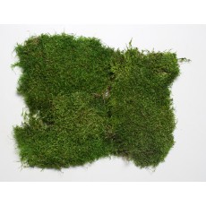 Moss Green