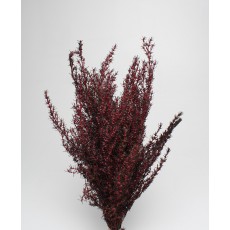 Grabia Red