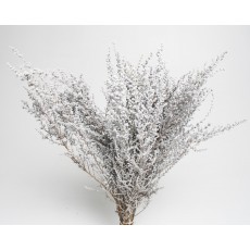 Stoebe - White /Silver