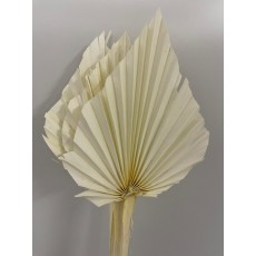 Dried Palm Spear Medium Bleached 