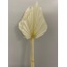 Dried Palm Spear Medium Bleached 