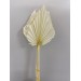 Dried Palm Spear Medium Bleached 