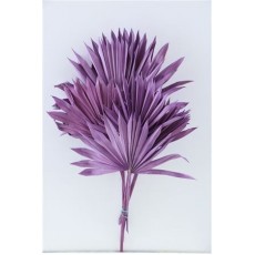 Dried Spear Palm Milka 